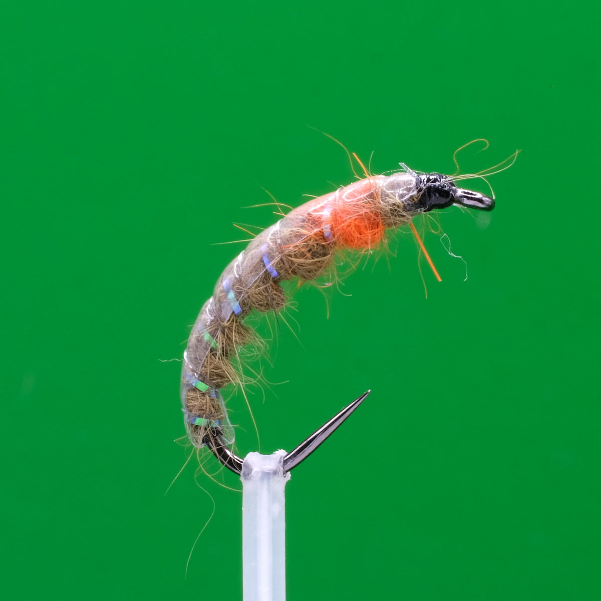 Czeska nimfa oliwkowo-pomarańczowa