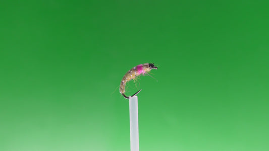 Nymphe tchèque Golden Olive