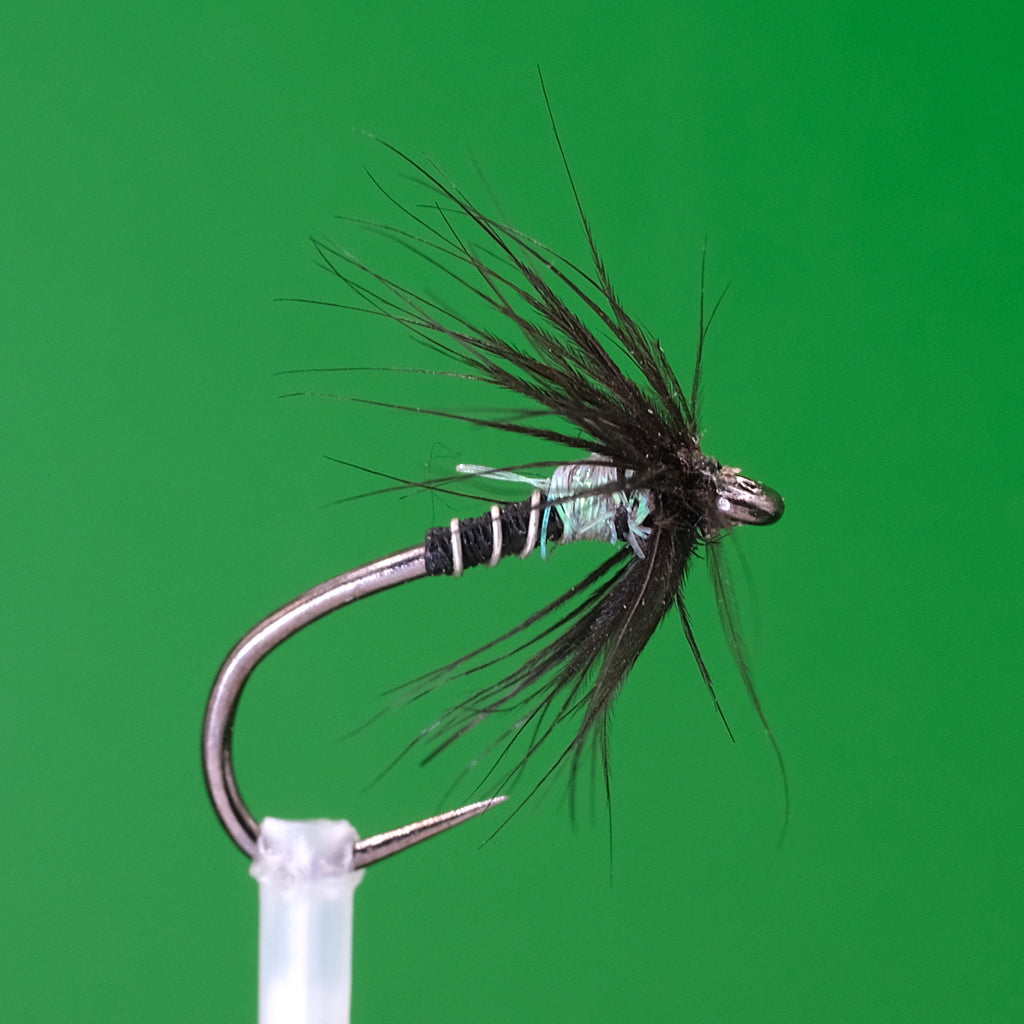 Araignée perle noire