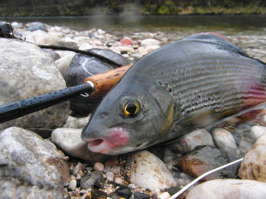 nice grayling caught on dry fly on Sava Radovlijca, Slovenia