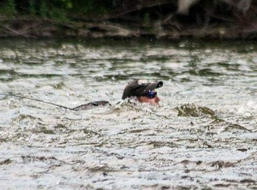 Safe Wading: Tips and Techniques for Anglers