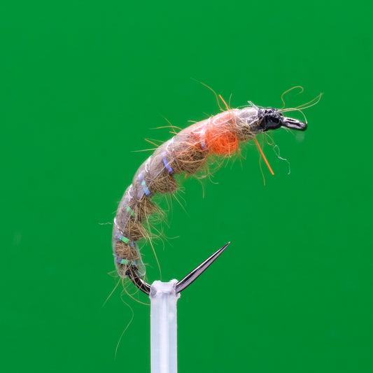 Czeska nimfa oliwkowo-pomarańczowa