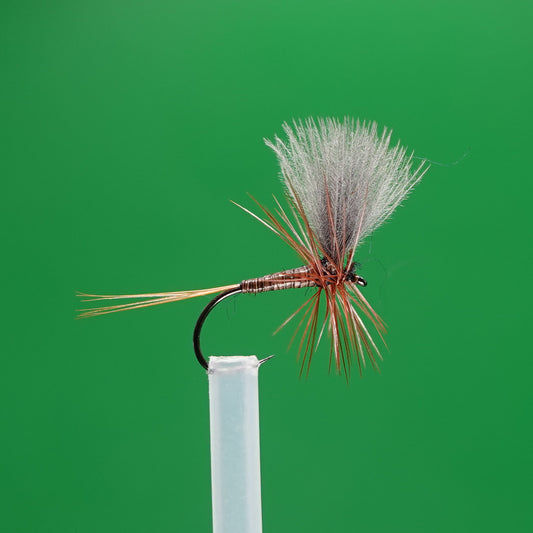 Peacock Eye Quill CDC Dun