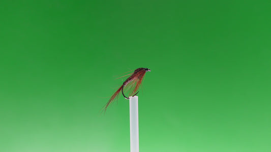 Nymphe brune de mars